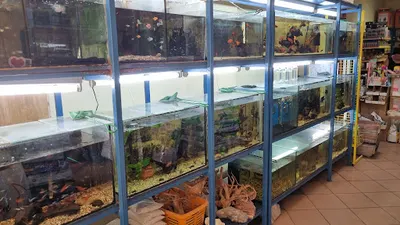 Kirys. Sklep akwarystyczny-zoologiczny.